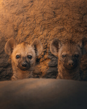 View of two young hyenas nestled in the warmth of a sandy den, their curious eyes peering out into the world, Hazyview, Mpumalanga, South Africa.