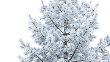 Frosty tree branches against white background