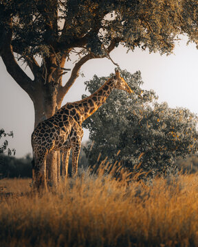 View of a giraffe gracefully reaching for leaves under the shade of a broad tree in the golden hues of the African savanna, Maun, North-West District, Botswana.