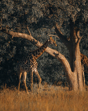 View of a giraffe gracefully wandering beneath the shade of a sprawling tree, its patterned coat contrasting with the golden grass, Maun, North-West District, Botswana.