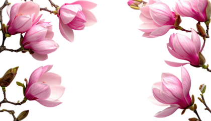 Delicate pink and white blooms, framed by dark branches, adorn a sleek black backdrop, creating elegant floral display