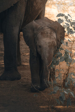 View of a tiny elephant calf standing next to its mother, its rough grey skin a stark contrast to the delicate green leaves it nibbles on, Hazyview, Mpumalanga, South Africa.