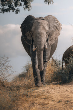 View of an elephant strides powerfully forward, its massive frame dominating the landscape under a cloudy sky, Hazyview, Mpumalanga, South Africa.