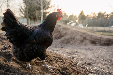 Free range black hen on organic farm, egg production
