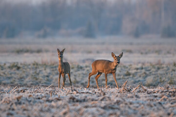 Obraz premium Two Roe Deer in a Misty Frosted Field at Dawn