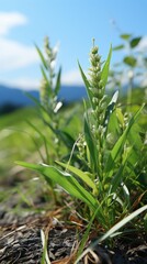 Obraz premium Delicate white wildflower in natural setting