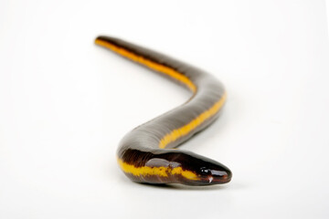 Koh Tao Island caecilian // Koh Tao - Fischwühle (Ichthyophis kohtaoensis) - Thailand