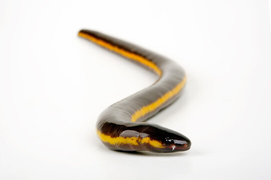 Koh Tao Island caecilian // Koh Tao - Fischw&uuml;hle (Ichthyophis kohtaoensis) - Thailand