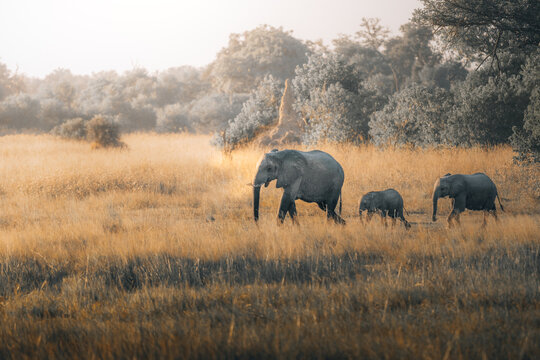 View of elephants parade gracefully through the golden savanna, their massive forms casting long shadows under the Botswana sky, Maun, North-West District, Botswana.