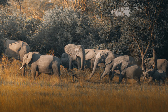 View of majestic elephants roam through the golden savannah grass, their wrinkled hides blending with the earthy tones of the surrounding trees, Maun, North-West District, Botswana.