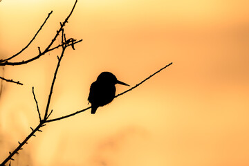 Kingfisher silhouette perched on bare branch at sunrise