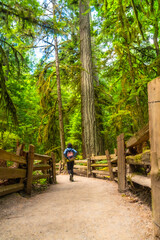 Fototapeta premium Tourist walking on path in cathedral grove forest on vancouver island