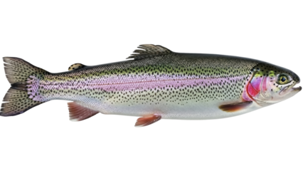 Rainbow trout isolated PNG on transparent background, freshwater fish with colorful iridescent skin and black spots, game fish for fishing and aquaculture