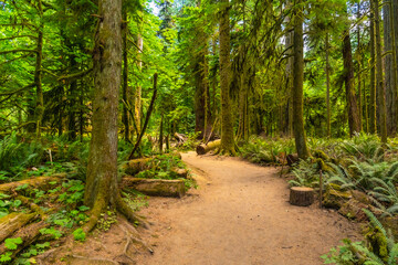 Hiking trail winding through lush cathedral grove forest in summer