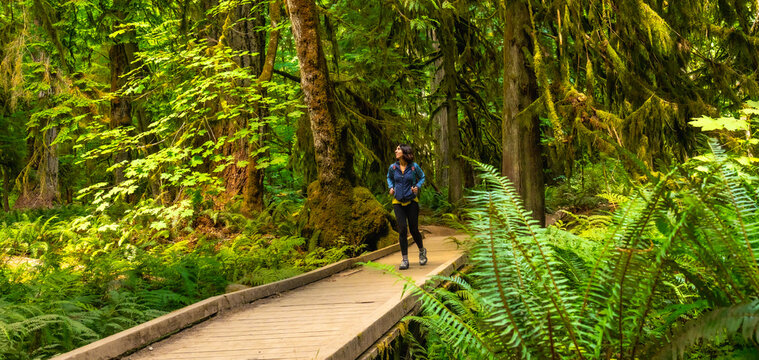Tourist walking on wooden footbridge in lush rainforest in cathedral grove, macmillan provincial park, vancouver island, british columbia, canada