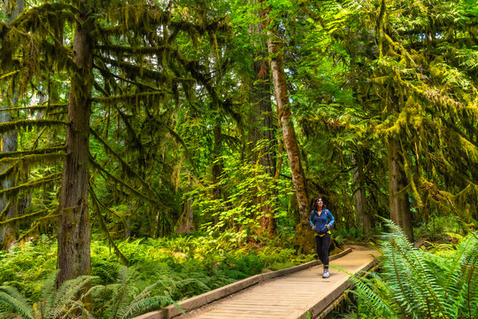 Tourist walking on wooden footpath in lush rainforest on vancouver island