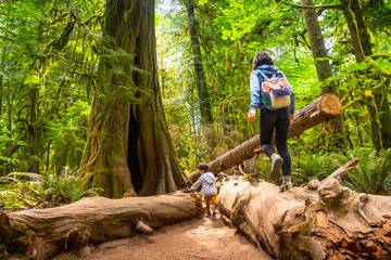 Tourists walking on fallen log in cathedral grove forest