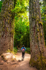 Fototapeta premium Tourist walking on path between giant trees in cathedral grove forest