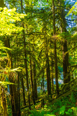 Fototapeta premium Lush green forest and river flowing on vancouver island, british columbia