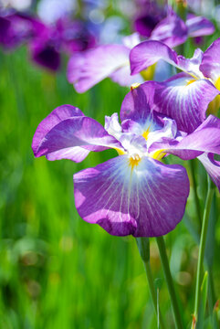 葛飾区堀切菖蒲園のハナショウブ / Japanese Irises at Horikiri Shobuen Garden in Katsushika Ward（東京/Tokyo）