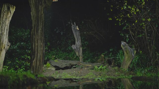 Pine marten slips behind a trunk, visible only for a moment as IR light catches its movement at night