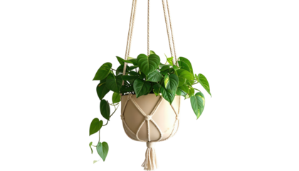 A vibrant, trailing houseplant thrives in a beige, macrame-style hanging planter, showcasing lush, green foliage against a black backdrop
