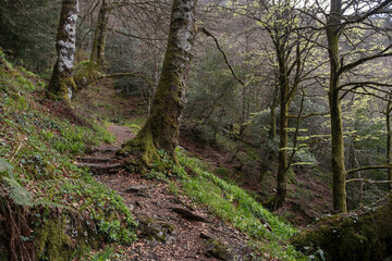 Fototapeta premium Trail in Devesa da Rogueira, an old-growth forest in Serra do Courel, Lugo, Spain