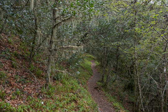 Trail in Devesa da Rogueira, an old-growth forest in Serra do Courel, Lugo, Spain