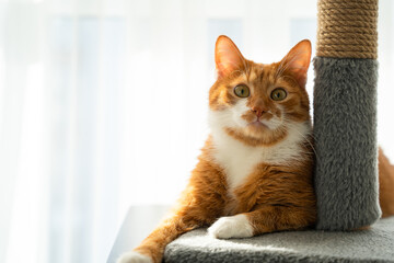 A ginger mixed-breed cat sits near a scratching post. Activity and health of pets at home. Domestic cat behavior, playful lifestyle, pet wellness. Happy healthy pet concept.