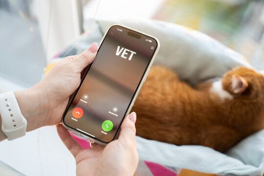 The cat owner receives a phone call from the veterinarian. Treatment and prevention of diseases in cats and pets. Remote consultation, pet healthcare communication. Animal wellbeing at home.