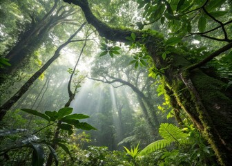 Captivating jungle canopy exploration lush tropical rainforest photography with ground-level perspective and radiant light