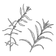 Sprigs of tarragon with leaves, black and white sketch. Vector illustration. A set of kitchen herbs, isolated on a white background. For menus, recipes, for printing on textiles and at farmer's fairs