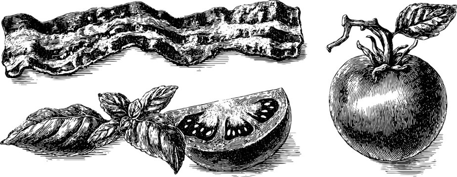 Vintage engraved set of bacon strip with tomato and basil leaves for culinary design