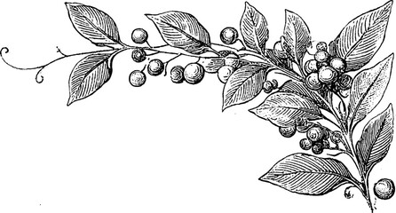 Fototapeta premium Vintage botanical illustration of corn plant: engraved set for design and decoration