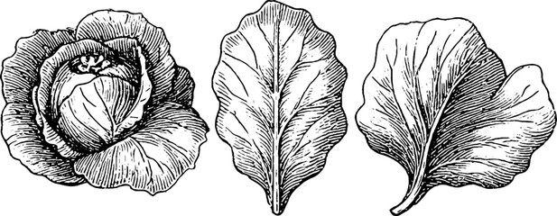 Vintage cabbage and leaf illustration set for retro design and decoration