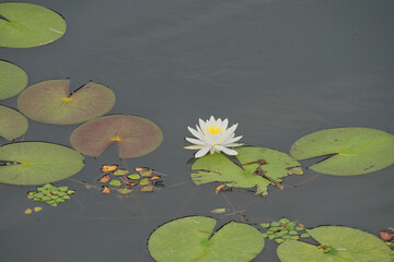 池に咲くスイレン