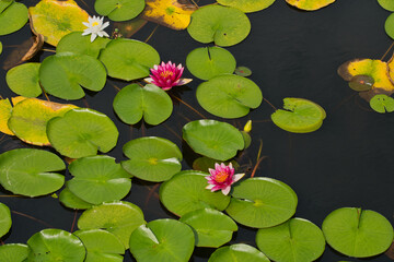 静かな池に浮かぶ美しいスイレン（水蓮）