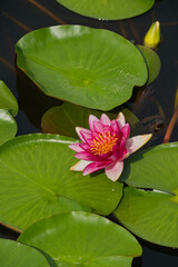 静かな池に浮かぶ美しいスイレン（水蓮）