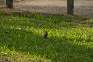 日本のかわいいスズメの写真