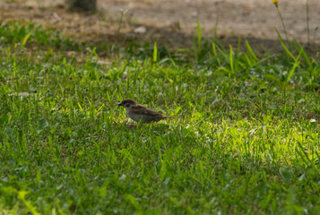 日本のかわいいスズメの写真