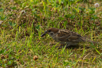 Sparrow Foraging on Grassy Field with Wildflowers