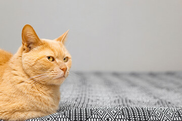 A ginger cat sits on the bed. cat with a serious face. an image of a ginger domestic cat with space for an inscription. emotions in cats