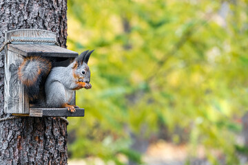 a squirrel sits on a squirrel feeder. image of a squirrel with space for inscription. squirrel feeder mounted on a tree. squirrel in the park. 