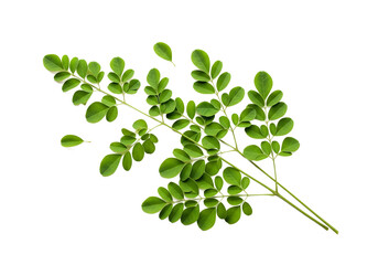 Moringa leaves in vibrant green color on white background for herbal supplement packaging isolated on white background