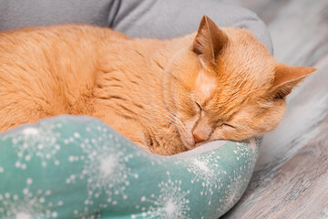 A cute cat is sleeping in a bed, close-up. A cute cat is sleeping in a bed. a cat with a red head. soft cat bed. 