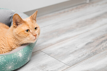 a domestic cat is lying in a bed, place for inscription. soft cat bed. ginger cat in a bed. place for inscription. 