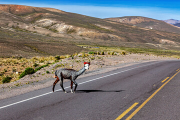 A Lama is crossing a road in the Andes of Peru