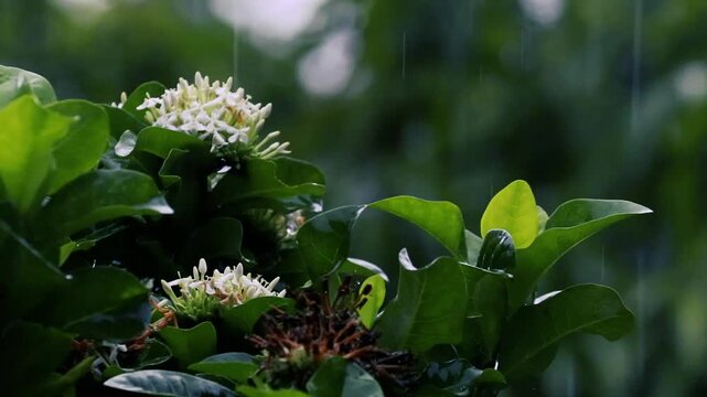 Rain falling on white ixora flowers and green leaves in a dark moody garden with bokeh background