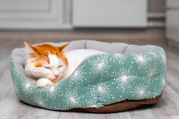 a domestic cat is lying in a bed. A cute cat is sleeping in a bed. a cat with a red head. soft cat bed