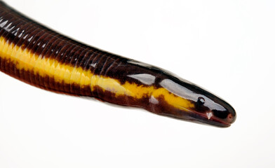 Koh Tao Island caecilian // Koh Tao - Fischwühle (Ichthyophis kohtaoensis) - Thailand